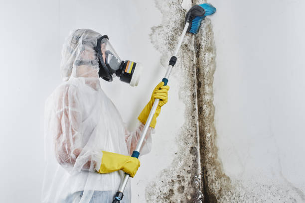 Best Post-Flood Mold Remediation in Lebanon, IN