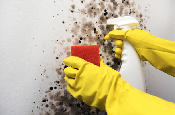 Best Post-Flood Mold Remediation in Lebanon, IN